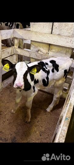 Телята бычки холмогорской породы