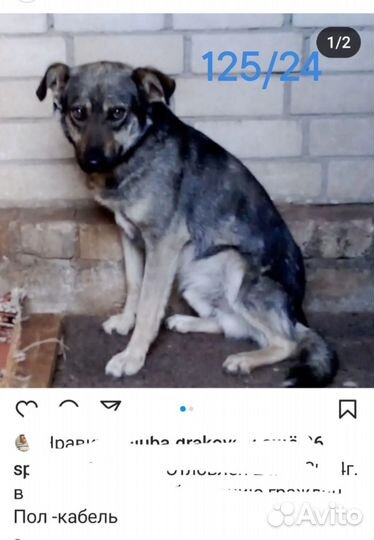 Собака попала в отлов