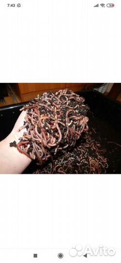 Черви для рыбалки Дендробена