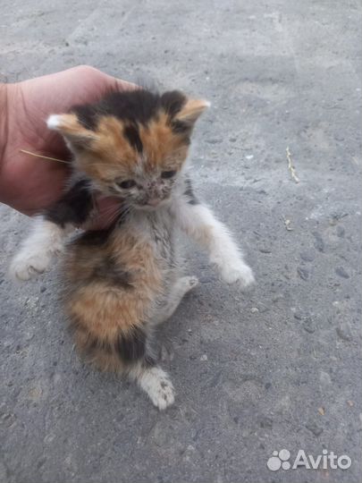 Котята