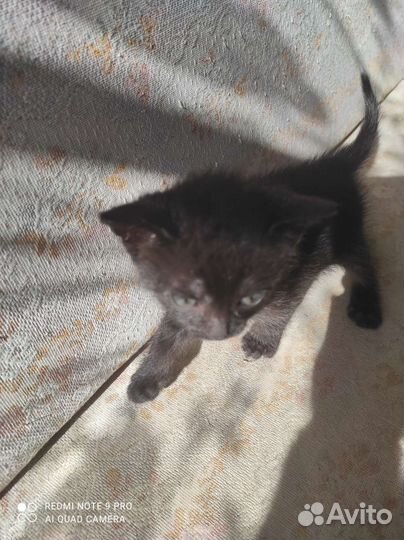 Кошка в дар бесплатно