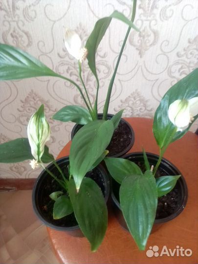 Спатифиллум