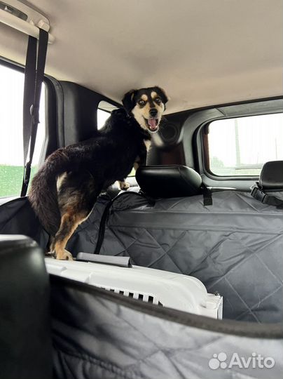 Маленькой собачке нужен дом