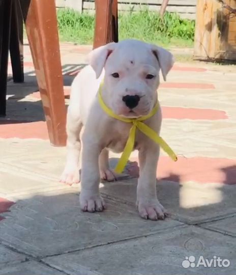 Аргентинский дог щенки