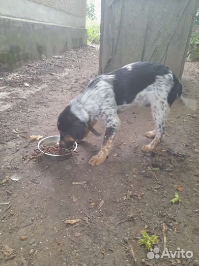 Домашние животные собаки щенки