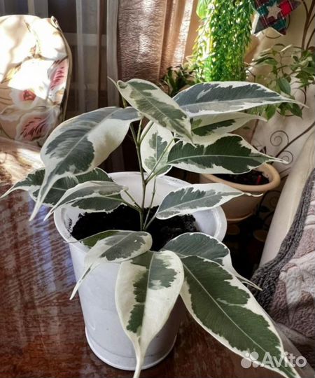 Фикус Твилайт, Бафт, Вианди