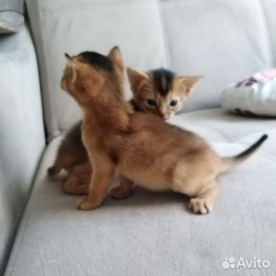 Абиссинская