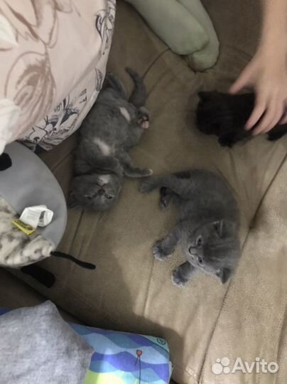 Шотландские котята