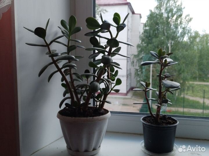 Толстянка- Денежные деревца