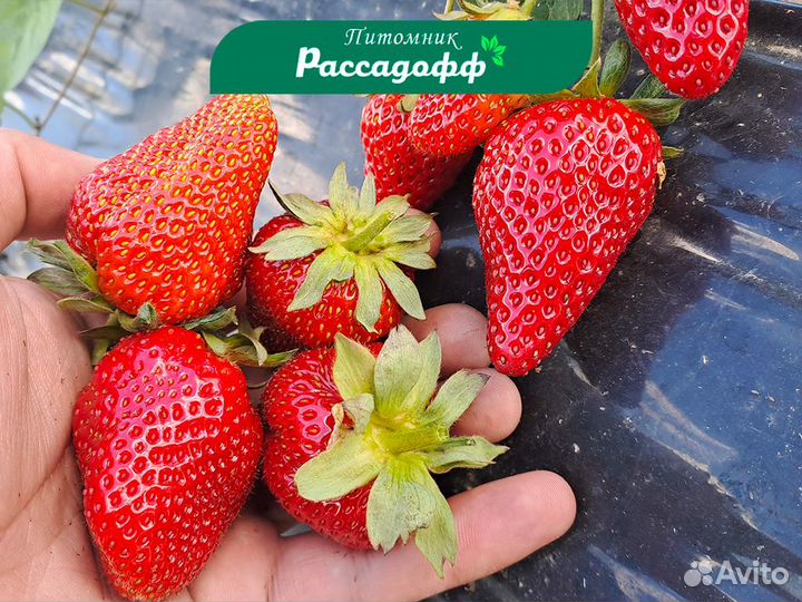 Рассада клубники. Опт от 64 шт