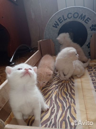 Вислоухие котята