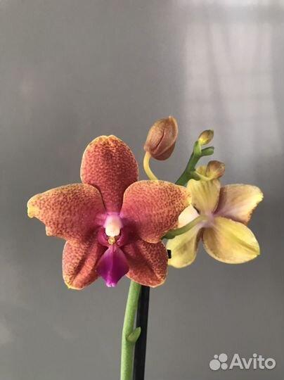 Орхидея фаленопсис ароматные