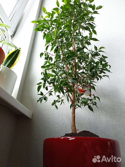 Фикус бенджамина большой