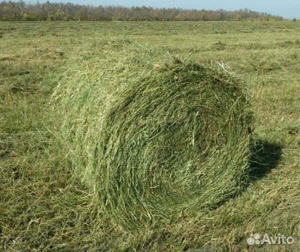 Сено в тюках