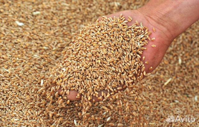 Зерно пшеница кукуруза