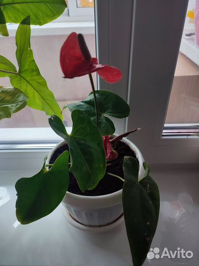 Продам цветы комнатные