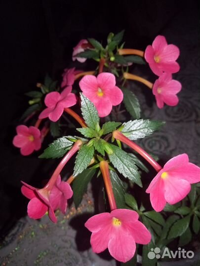 Ахименес Сабрина