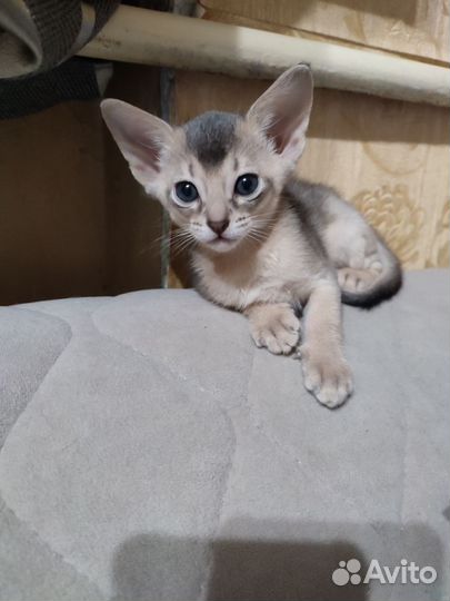 Абиссинская кошка