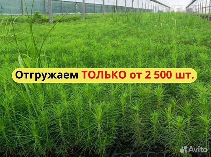 Саженцы сосны окс