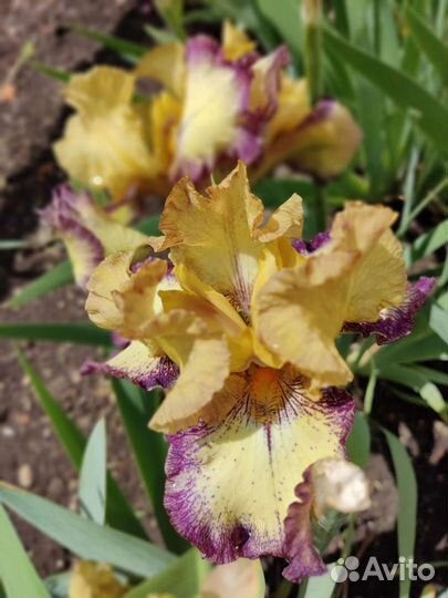 Ирисы бородатые