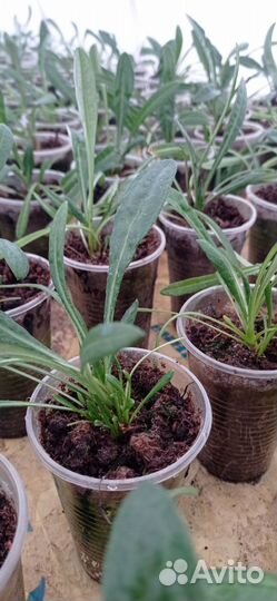 Гацания, серия Big Kiss, рассада