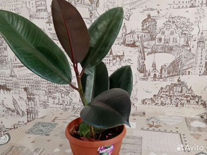 Фикус каучуконосный, денежное дерево - толстянка