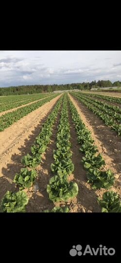 Салат Айсберг