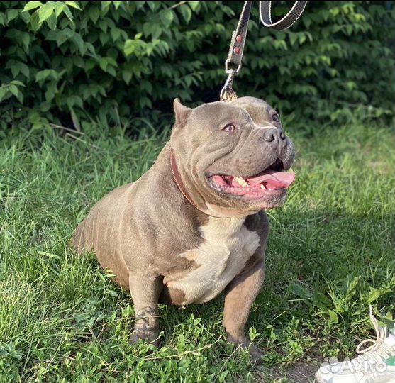 Американский булли вязка