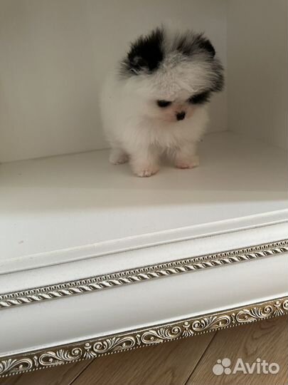 Шпиц девочка