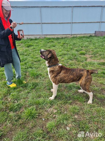 Отдаю метиса алабая Зайчика в дар