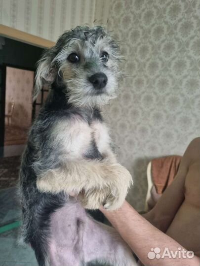 Щенки китайской хохлатой