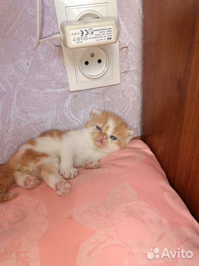 Экзотические котята