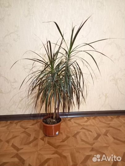 Драцена Маргината (драцена-пальма)