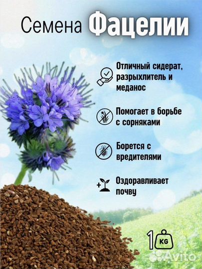 Семена фацелии