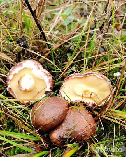 Грибы маслята свежие