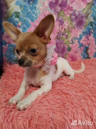 Чихуахуа девочка