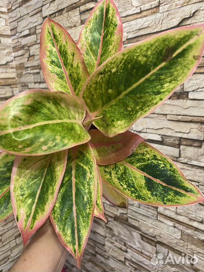 Аглаонемы сортовые