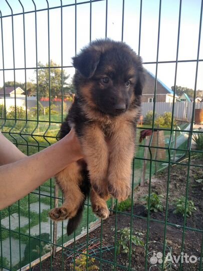 Щенок девочка немецкой овчарки