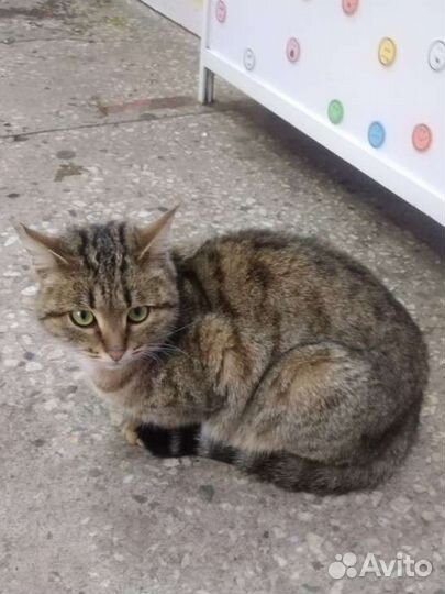 Котик 1.5года, Тигруш