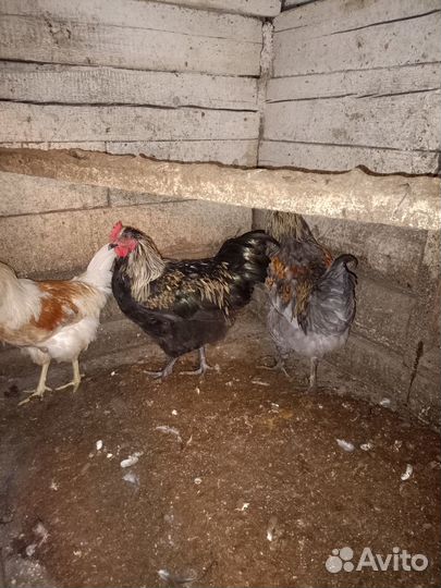 Молодые петушки
