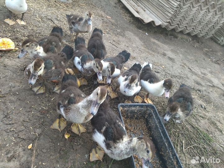 Мускусные утки индоутки индоутята