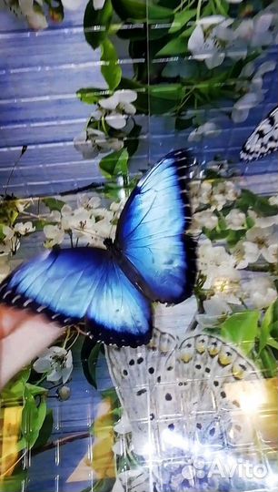 Живые тропические бабочки