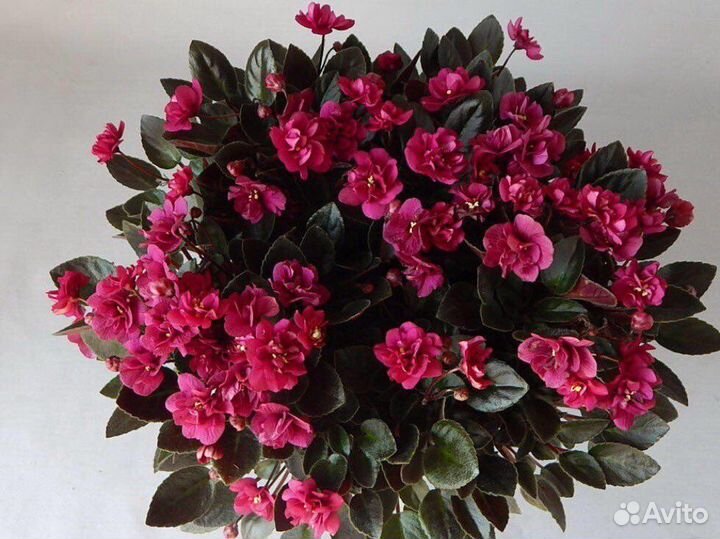 Сортовые фиалки мини