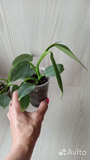 Филодендрон сильвер квин