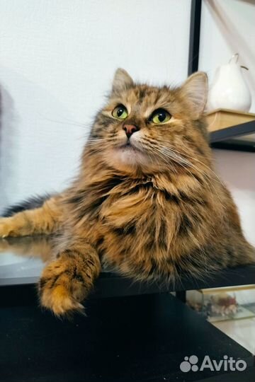 Кошка в добрые руки