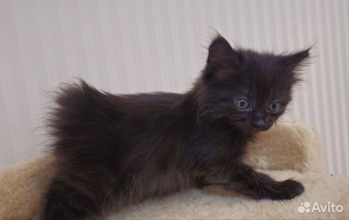 Котята курильский бобтейл