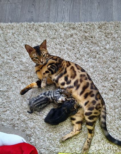 Бенгальские котята