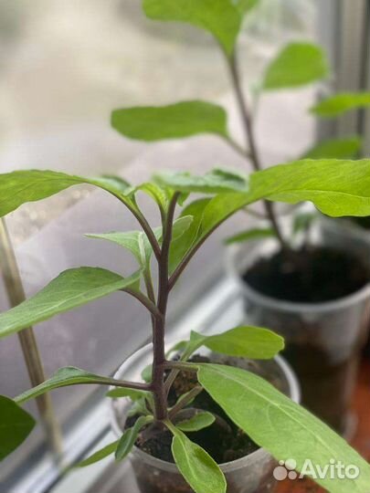 Джинура лечебное растение