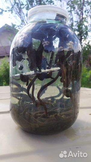 Продам пиявки