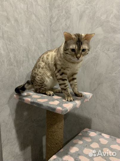 Вязка бенгальский кот
